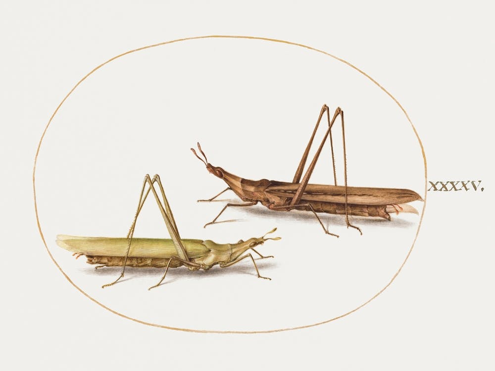 Two Grasshoppers (1575–1580), Joris Hoefnagel