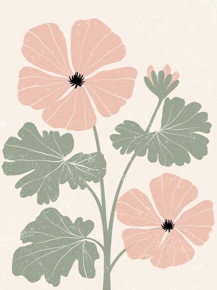 Pink Geraniums