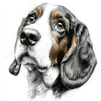 Basset Hound 1