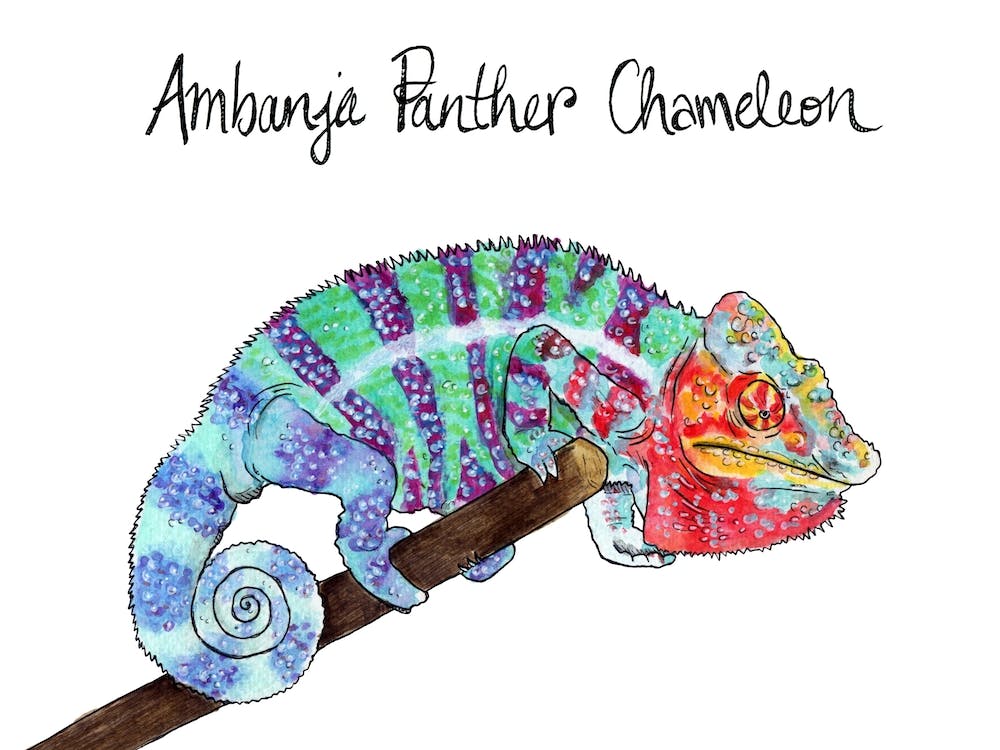 Ambanja Panther Chameleon