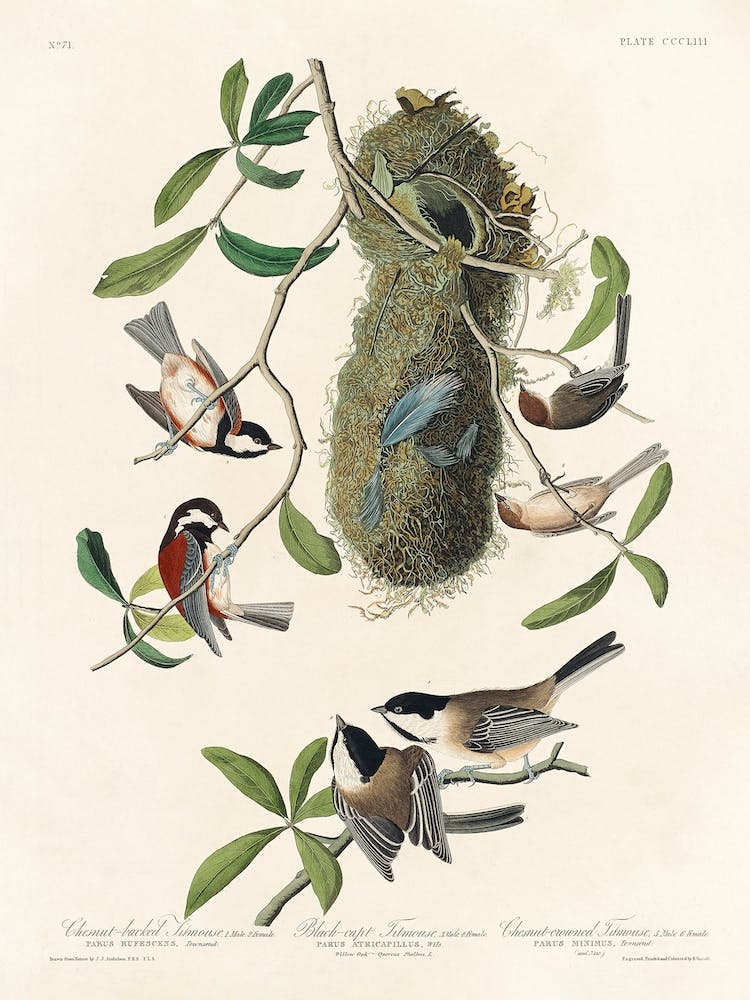 Chesnut Backed Titmouse, Birds Of America, John James Audubon