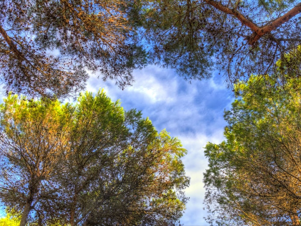 Pine Trees With Vibrant Color, Seen From Below And Blue Sky Background With Clouds