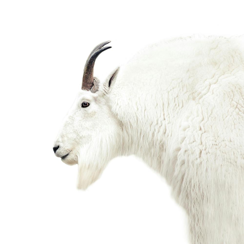 Mountain Goat Square