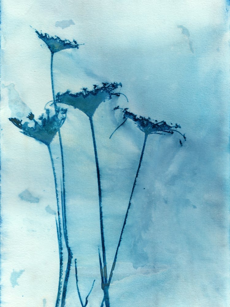 Blue Anne