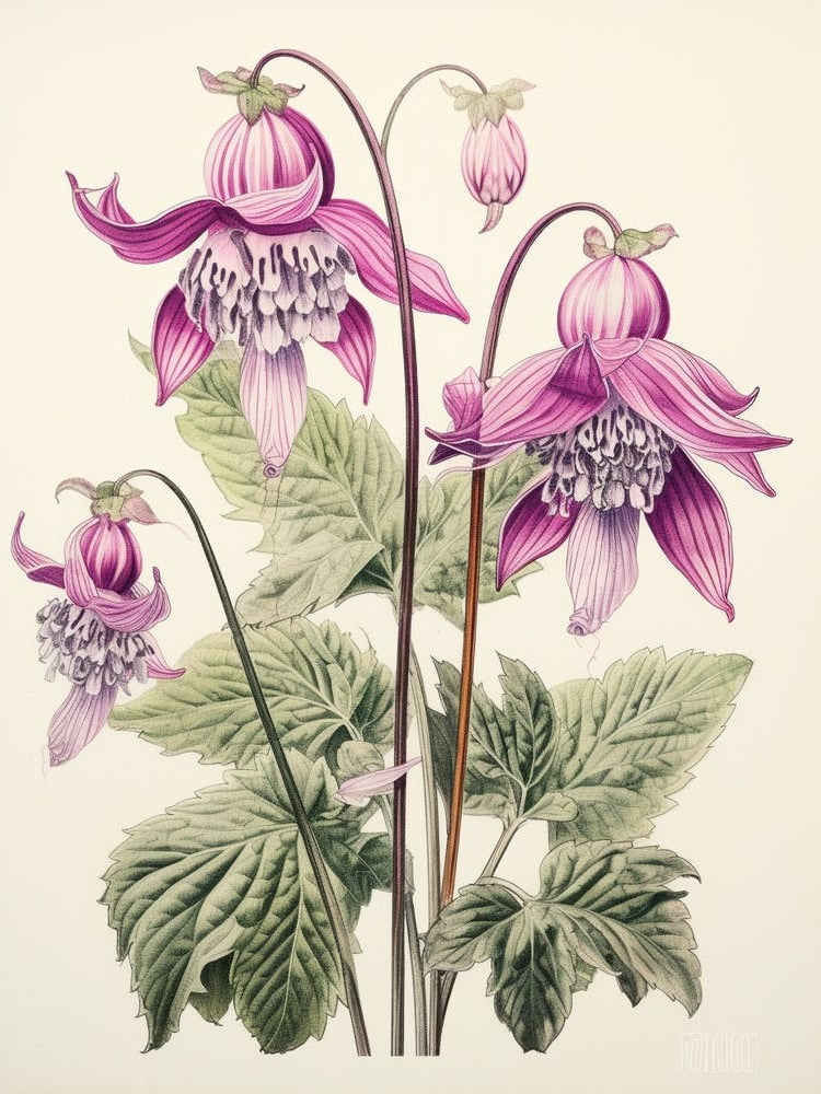 Katakuri Dogtooth Violet 1 Vintage Japanese Botanical