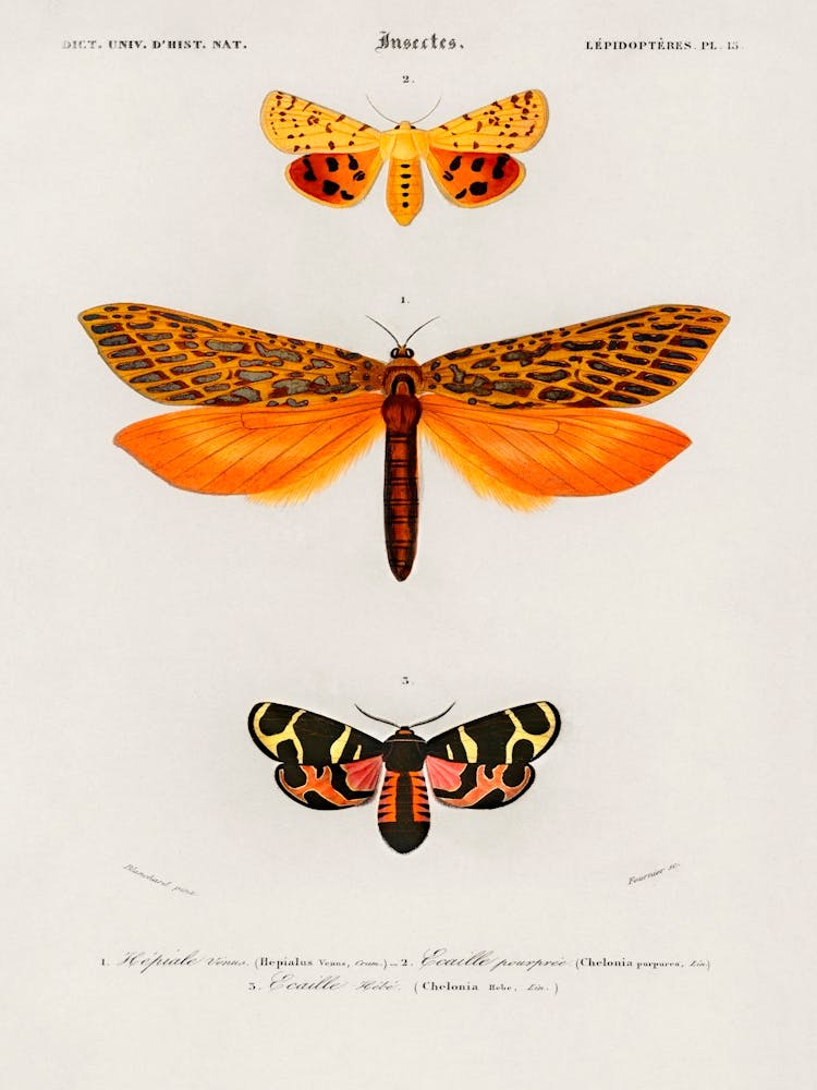Different Types Of Moths, Charles Dessalines D'Orbigny