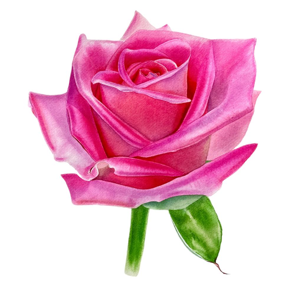 Aquamarin-Rose