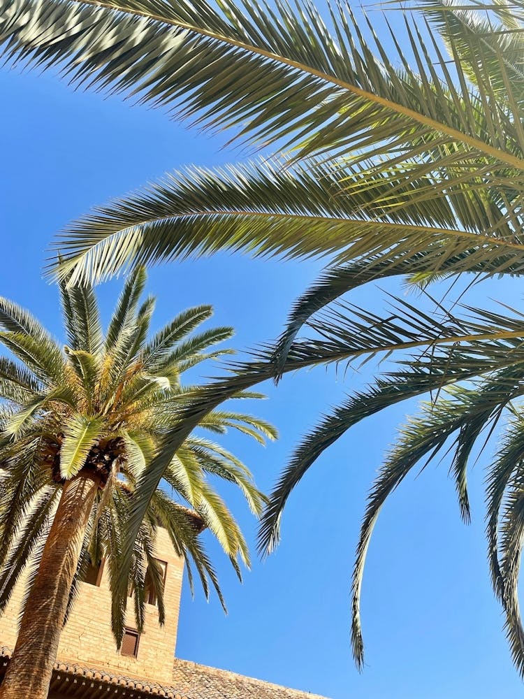 Palm Trees In The Sun