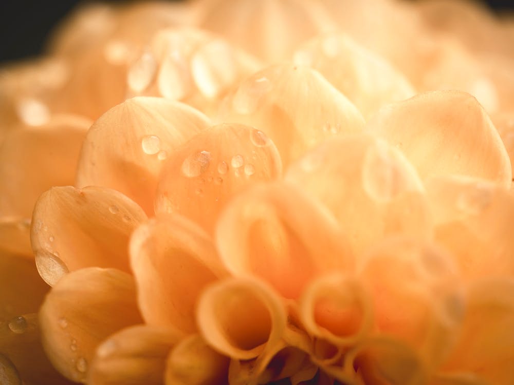 Dahlia 8
