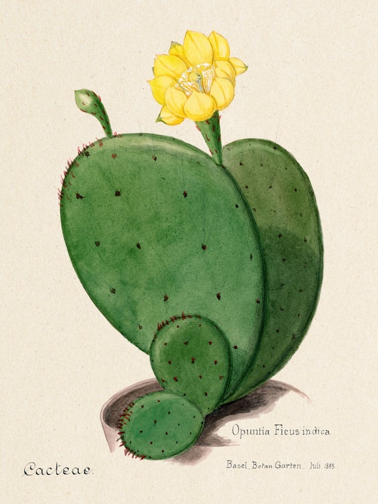 Indian Fig Opuntia Cactus, Familie Der Cacteen