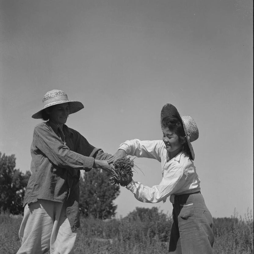 Malheur County, Oregon, Japanese Americans And Americans Working In A Celery Field By Russell Lee