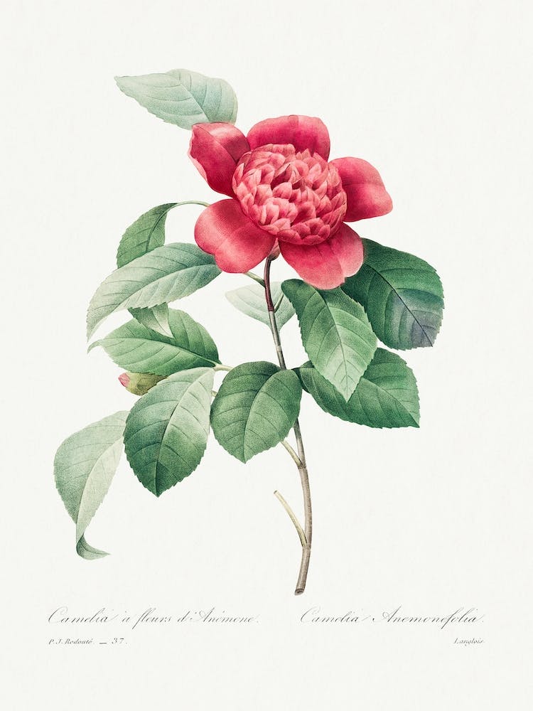 Red Anemone Camellia, Pierre Joseph Redouté