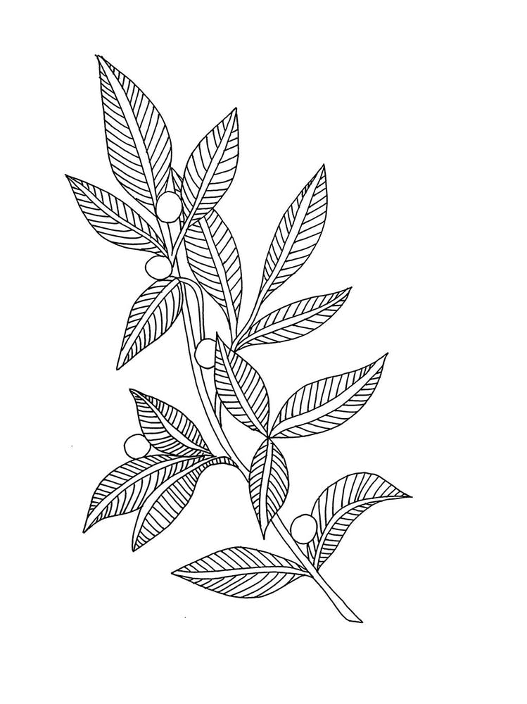 Drawing Of A Tree Branch