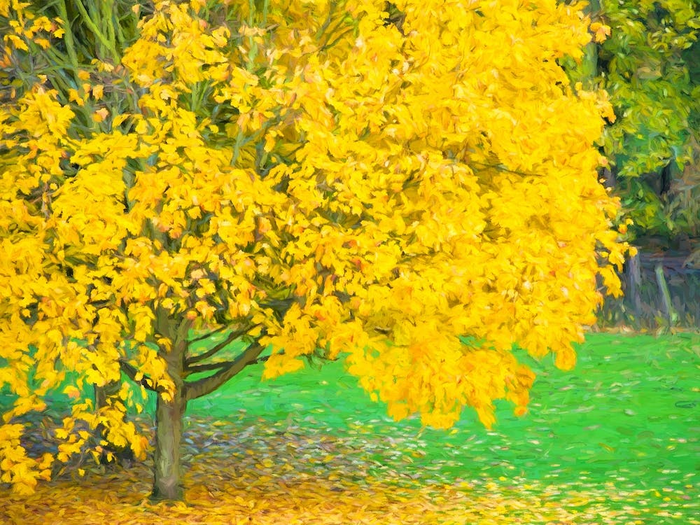 Autumn Tree Of Gold