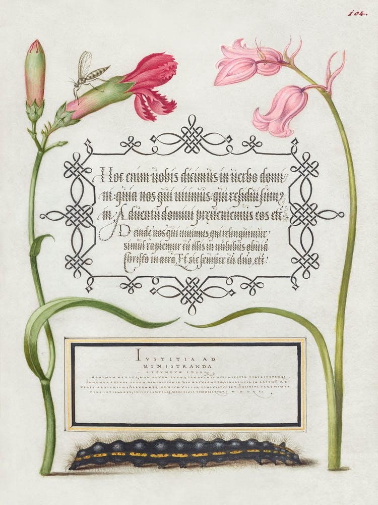 Imaginary Insect, Carnation, Bluebell, And Saturnid Caterpillar From Mira Calligraphiae Monumenta, Joris Hoefnagel