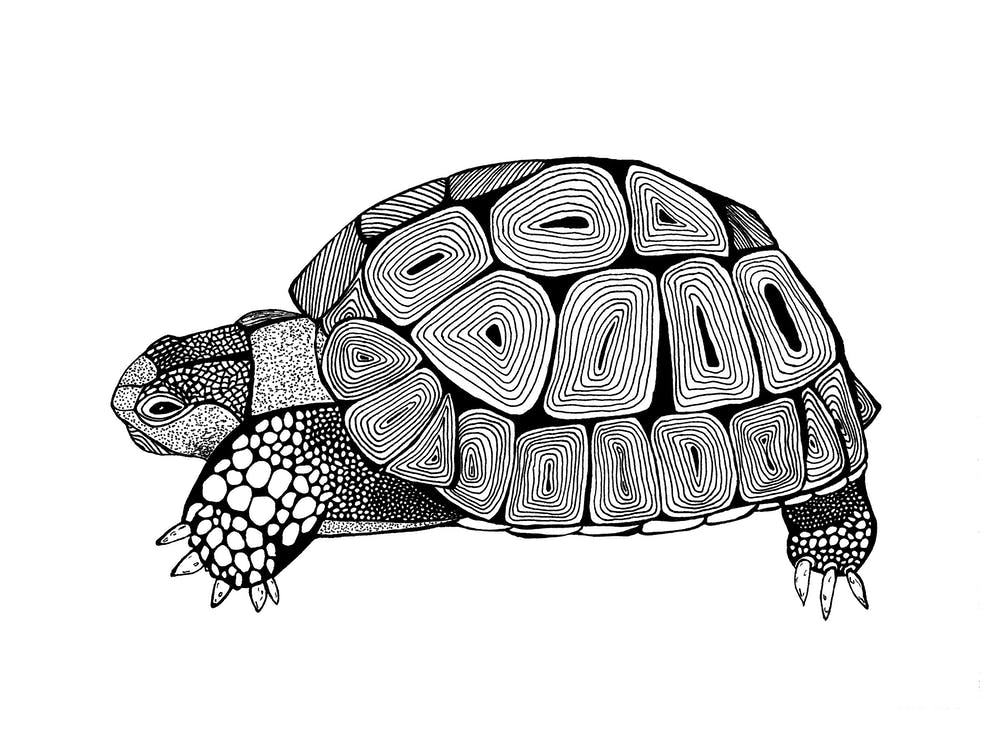 Tortoise