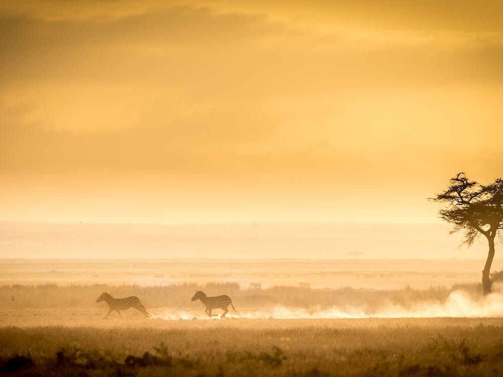 Training Because The Lions Await