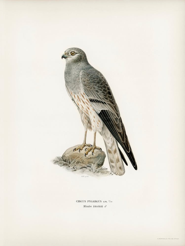 Busard cendré Mâle (Circus Pygargus), The Von Wright Brothers