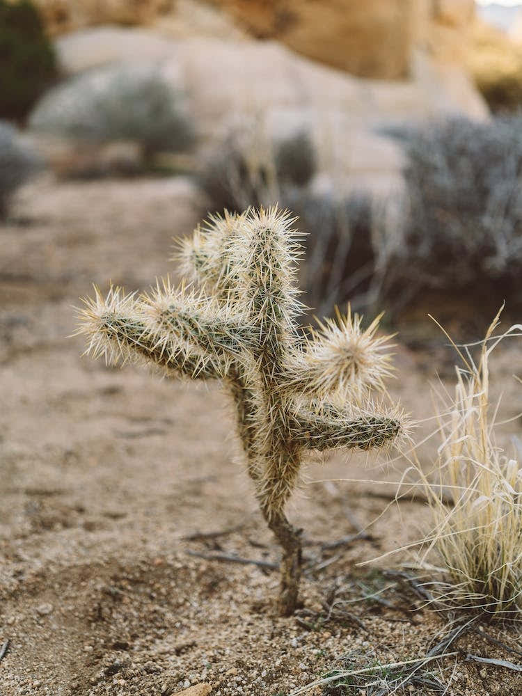 Joshua Tree National Park XVI