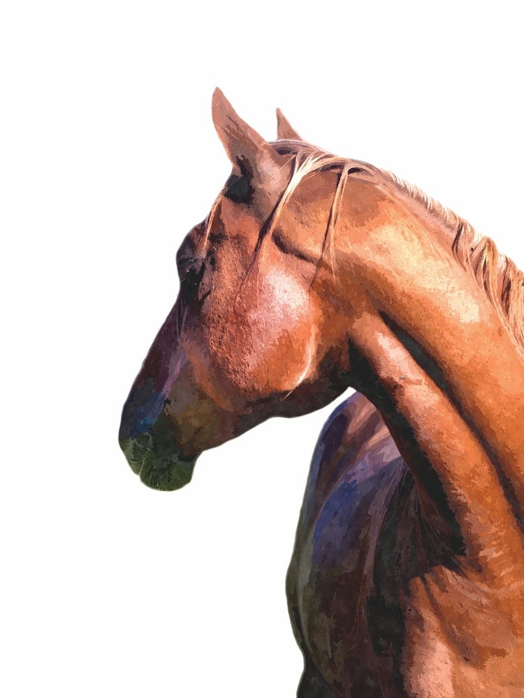 Braunes Pferd Aquarell