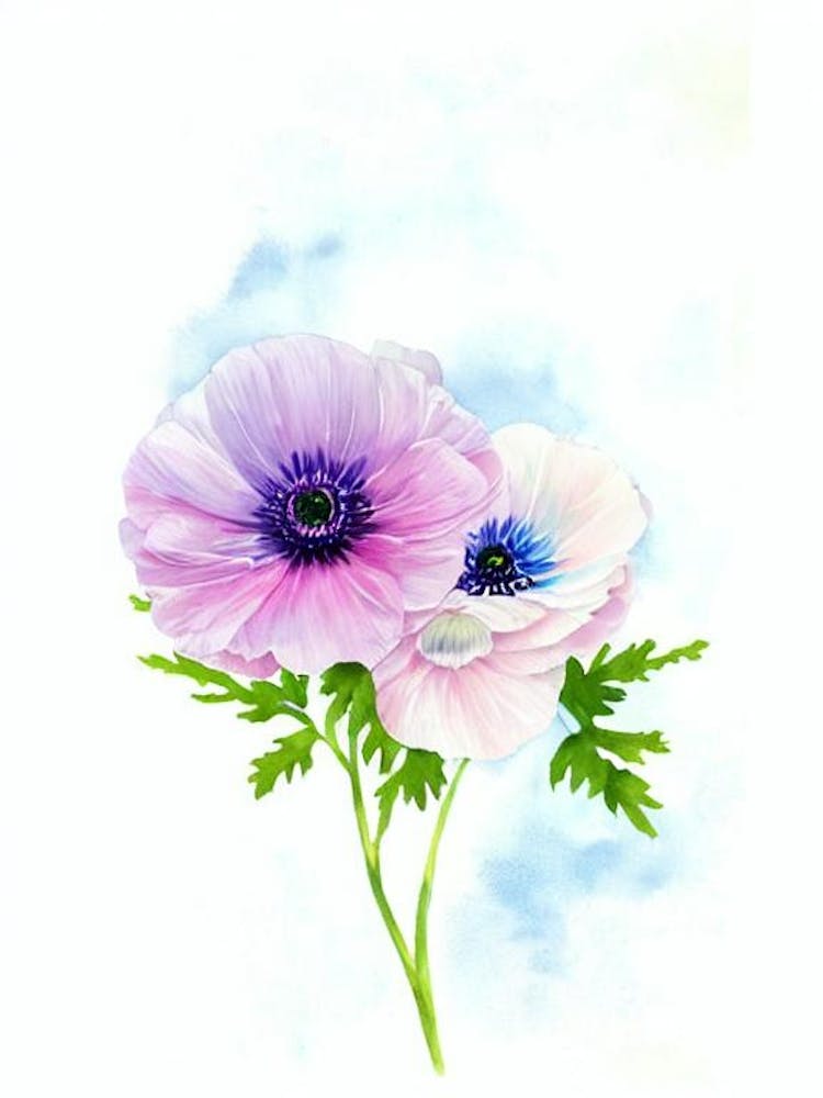 Anemone 2 Watercolour Flower