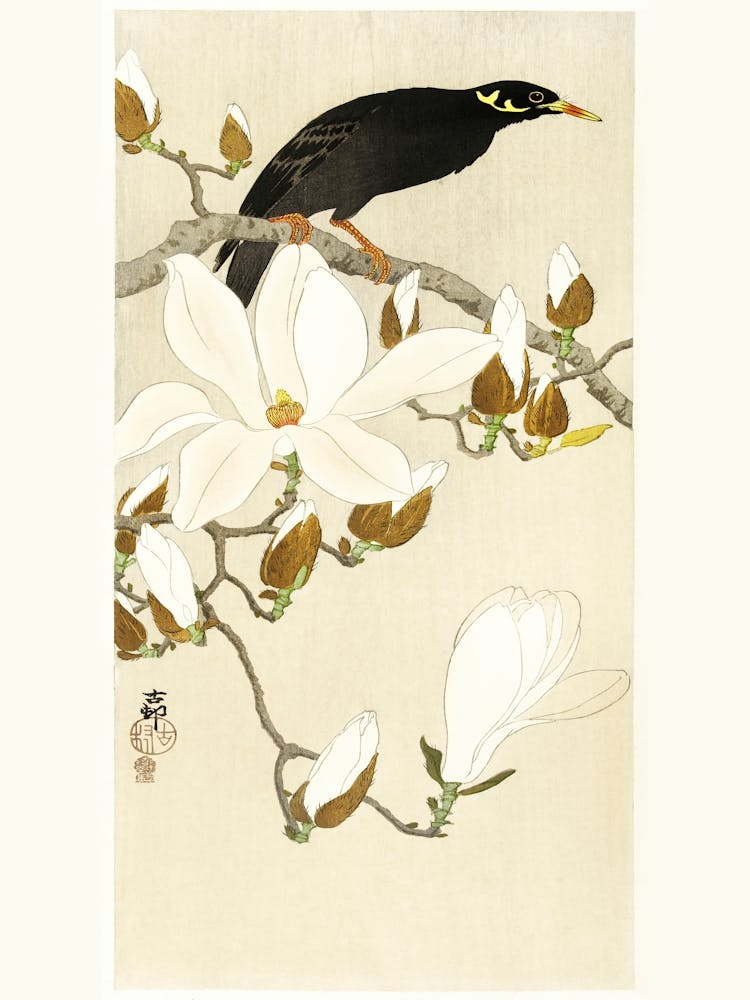 Myna On Magnolia Branch (1900 1910), Ohara Koson