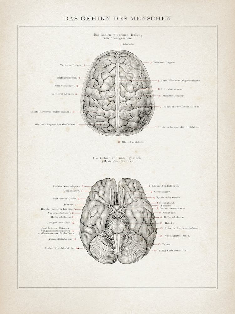 Vintage Brockhaus 3 Anatomie Gehirn