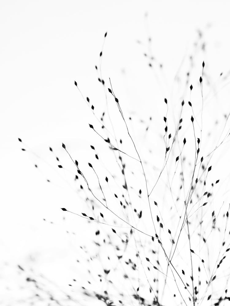 Herbe Noire 3