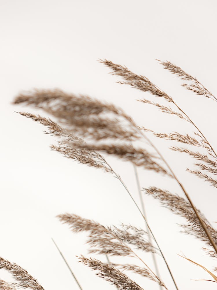 Grass Blowing In The Wind
