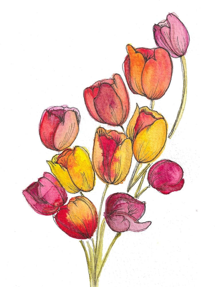 Watercolor Tulips