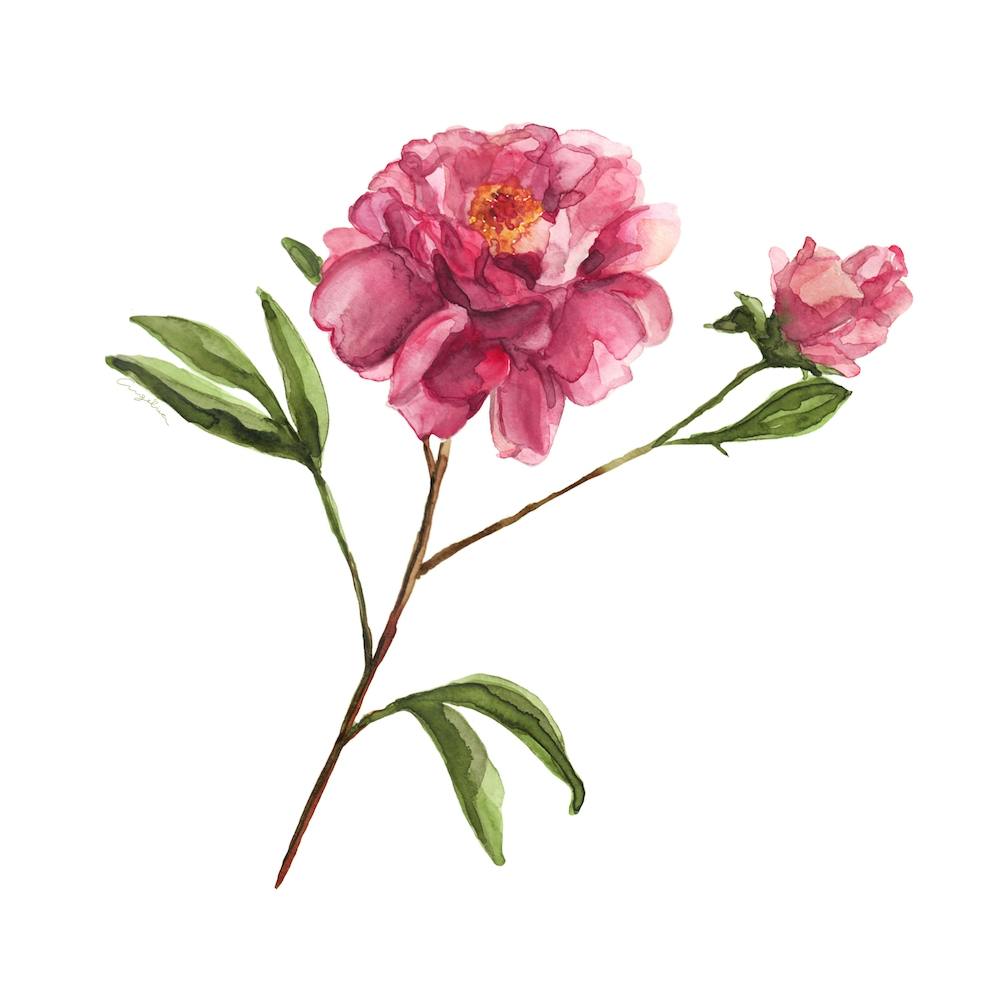 Peony