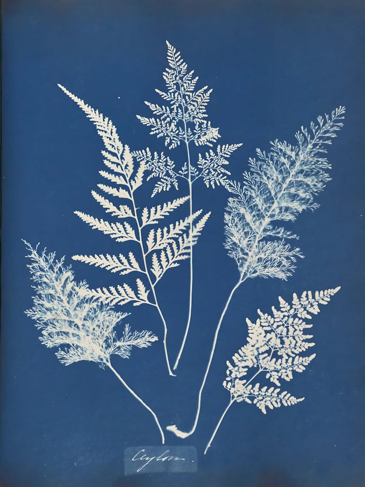 Ferns 7