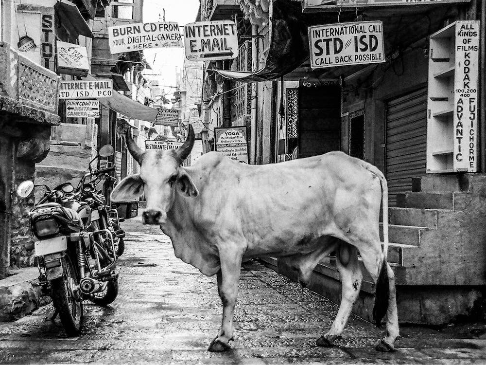 Vache dans l'allée, Inde