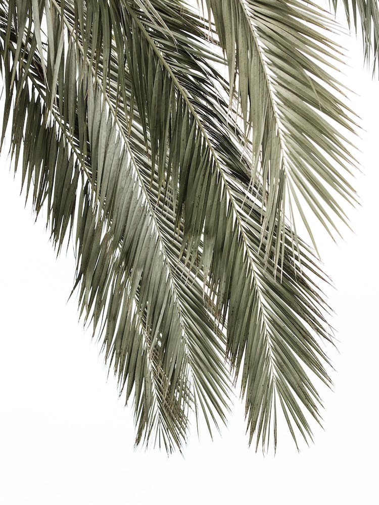 Palm Tree 2
