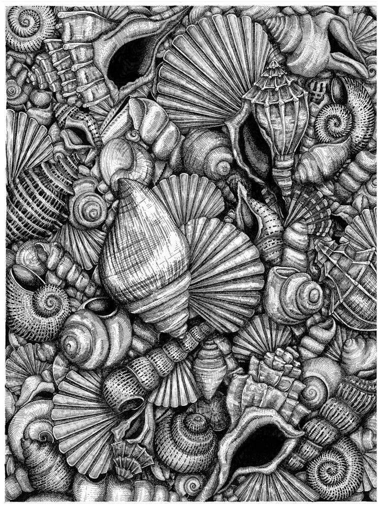 The Sea Shells Collection: "Empty Houses" in Black and White Ink