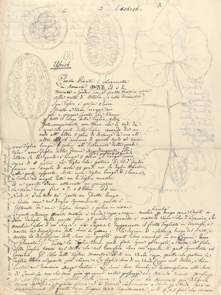Coccinea Abyssinica, Luigi Balugani