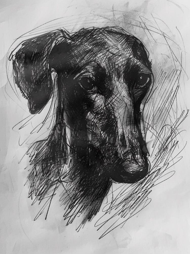 Sloughi Dog Charcoal Line