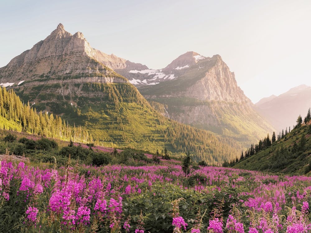 Mountain Wildflowers