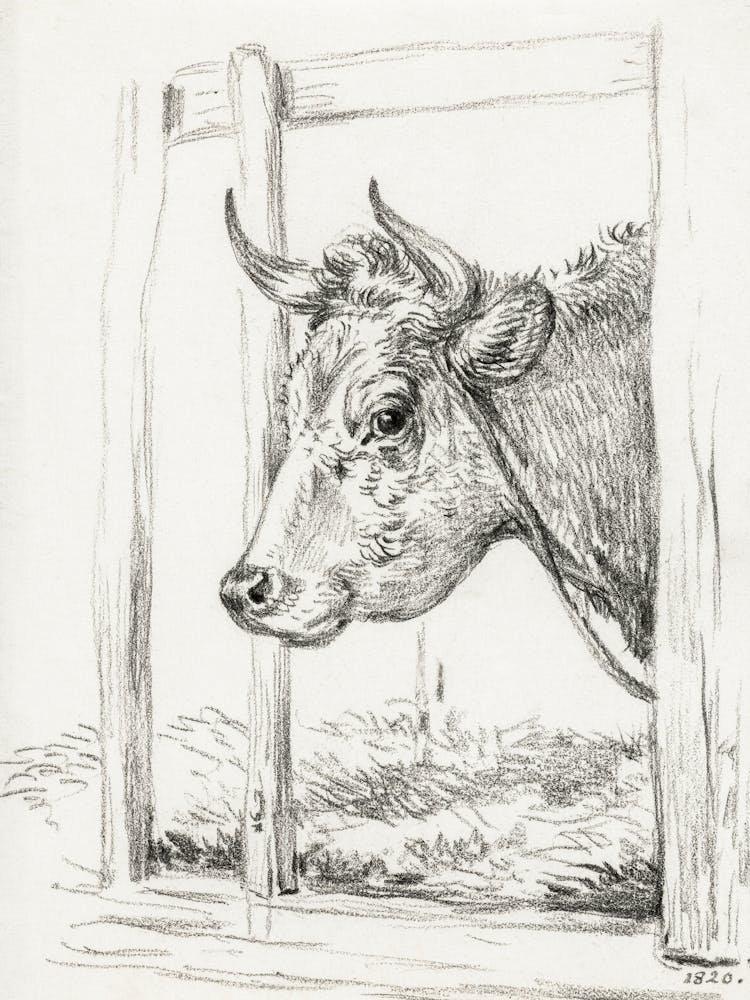 Head Of A Cow (1820), Jean Bernard
