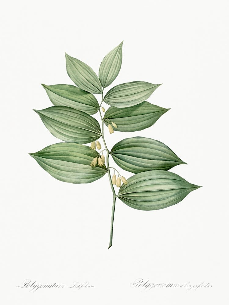 King Solomon S Seal Illustration From Les Liliacées (1805), Pierre Joseph Redoute