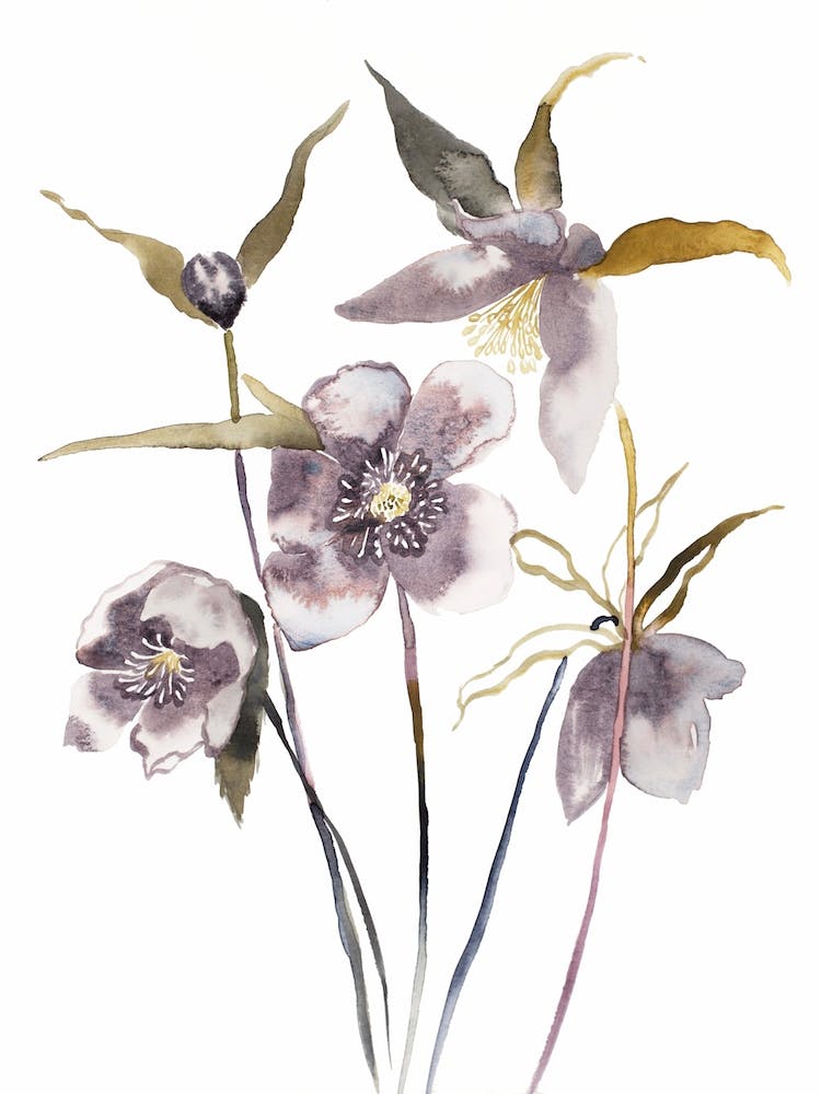 Hellebore 18