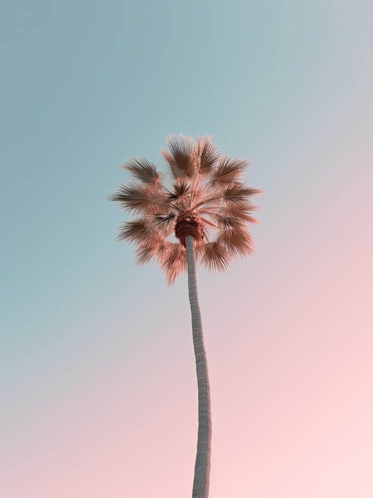 Simple Palm Tree Photography