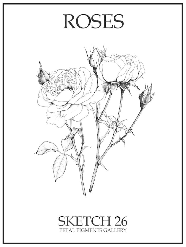 Roses Sketch 26 Poster