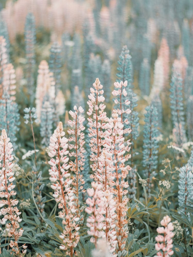 Mountain Lupine Flowers