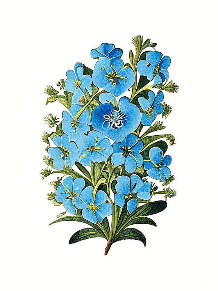 Forget Me Not 3 Floral Botanical Vintage Poster Flower