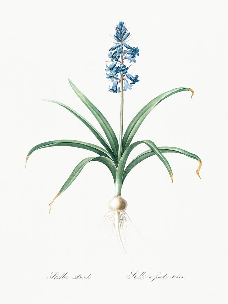 Scilla Patula Illustration From Les Liliacées (1805), Pierre Joseph Redoute