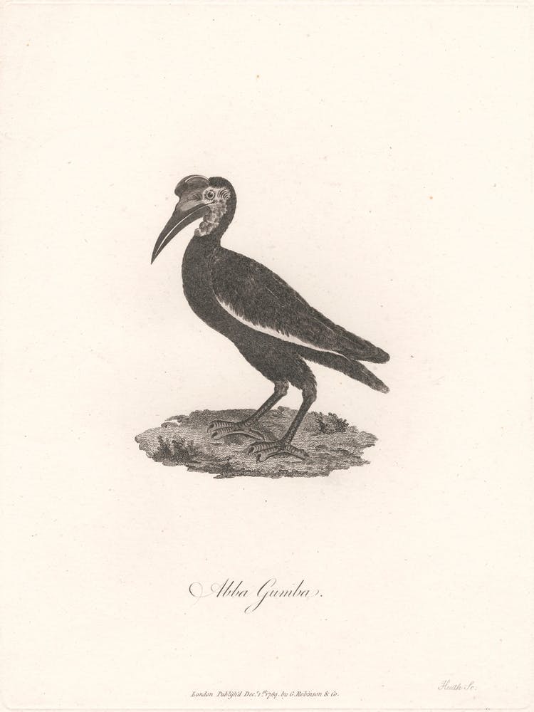 Abba Gumba, James Heath