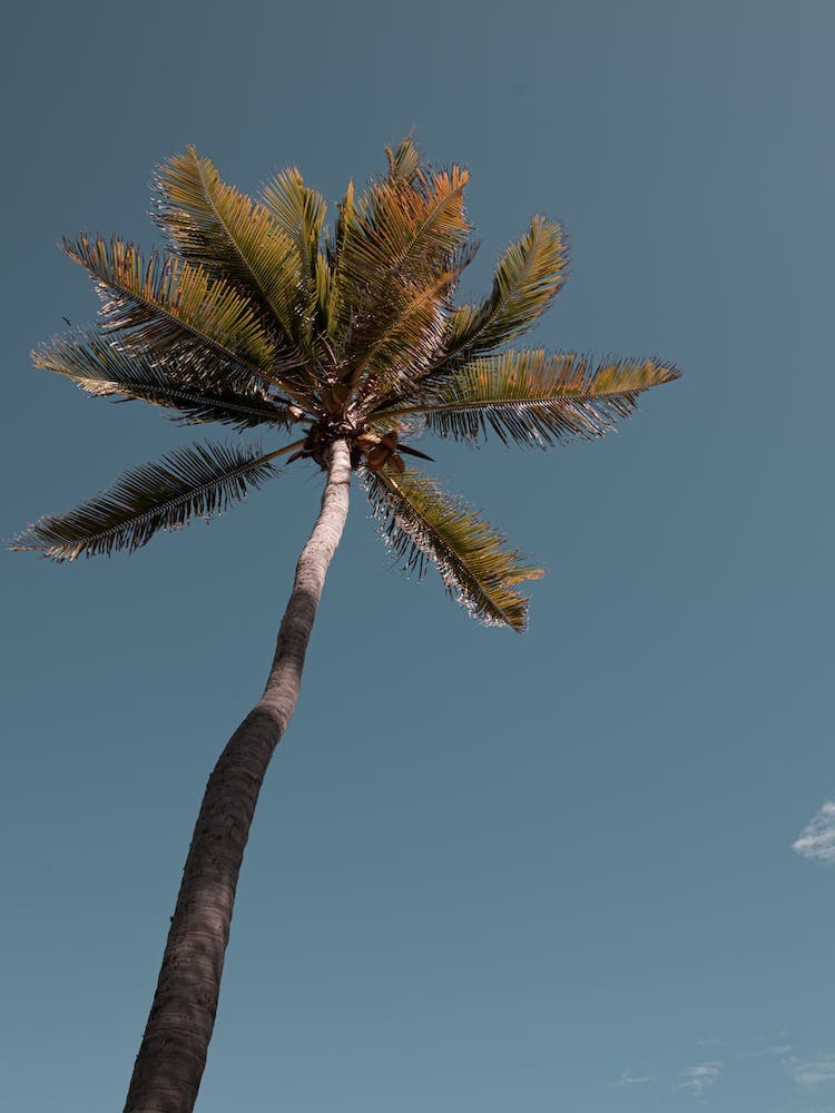 Lone Palm