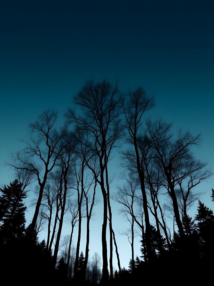 Silhouette Of Trees At Dusk