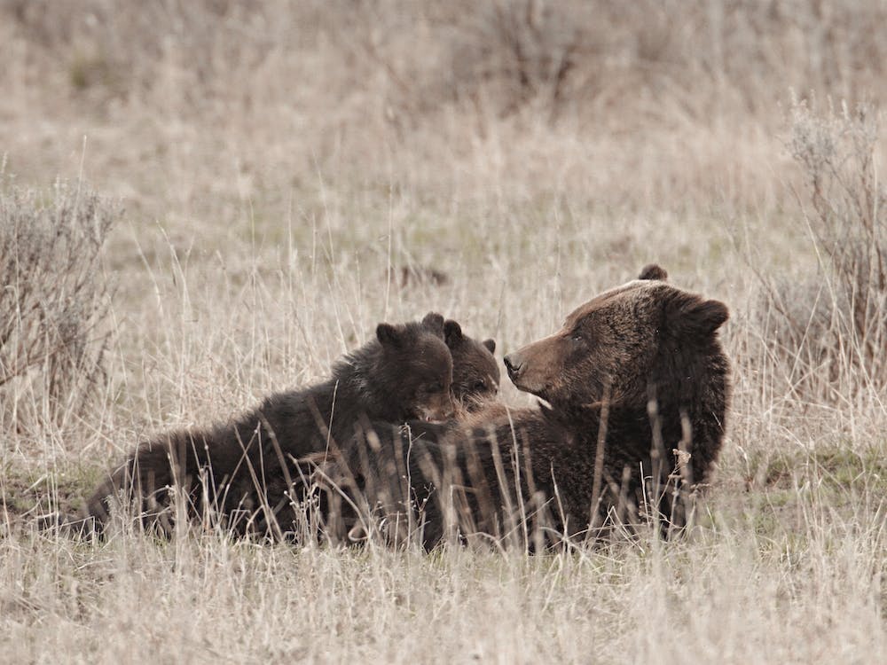 Mama Brown Bear